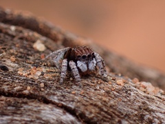 Maratus vespertilio