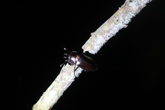 Prismognathus davidis cheni