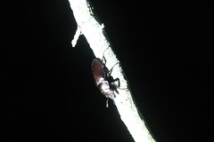 Prismognathus davidis cheni