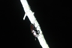 Prismognathus davidis cheni