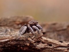 Maratus vespertilio