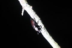 Prismognathus davidis cheni