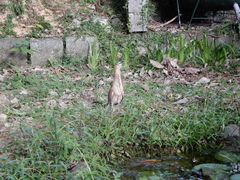 Gorsachius melanolophus