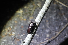 Prismognathus davidis cheni