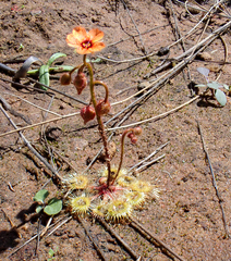 Drosera glanduligera