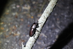 Prismognathus davidis cheni