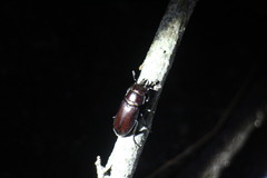 Prismognathus davidis cheni