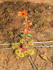 Drosera glanduligera