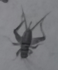 Gryllodes sigillatus