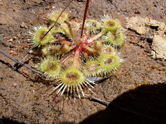 Drosera glanduligera
