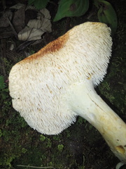 Hydnum zongolicense