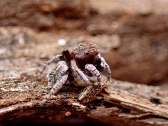 Maratus vespertilio