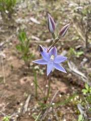 Thelymitra alcockiae