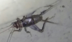Gryllodes sigillatus