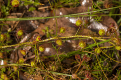 Drosera macrantha