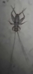 Gryllodes sigillatus