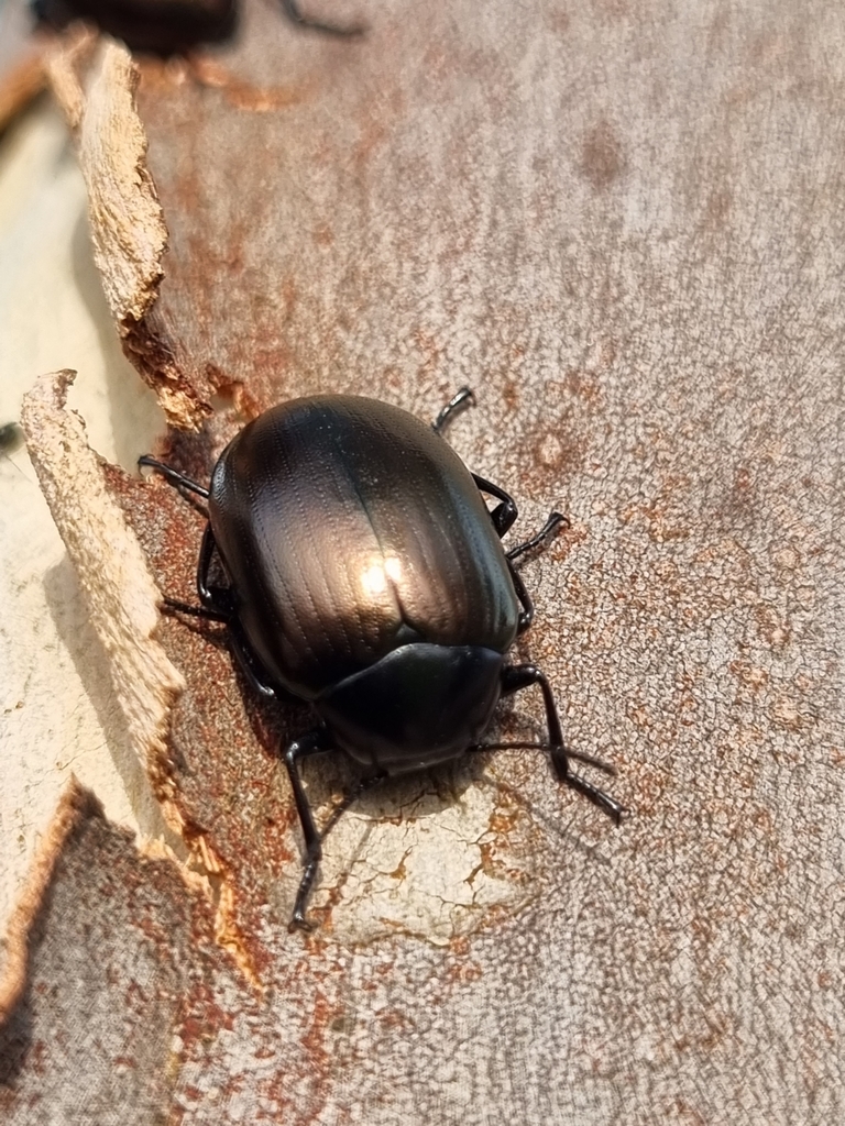 Chalcopteroides cupripennis