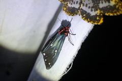 Taicallimorpha albipuncta