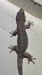 Gehyra dubia