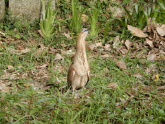 Gorsachius melanolophus