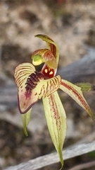 Caladenia cardiochila