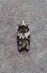 Acleris variana