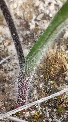 Caladenia cardiochila