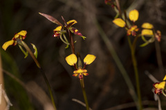 Diuris corymbosa