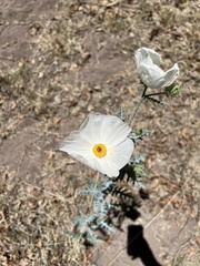 Argemone pleiacantha