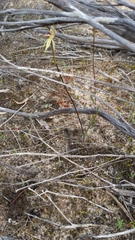 Caladenia cardiochila