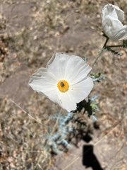 Argemone pleiacantha