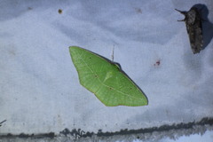 Tanaoctenia haliaria