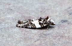 Acleris variana