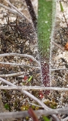Caladenia cardiochila
