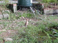 Gorsachius melanolophus