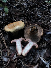 Lactarius rubrilacteus
