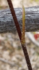 Caladenia cardiochila