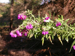 Polygala virgata