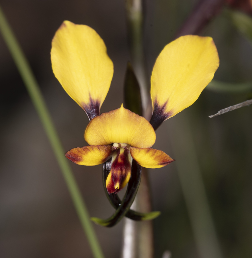 Common Donkey Orchid