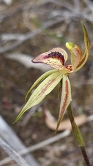 Caladenia cardiochila