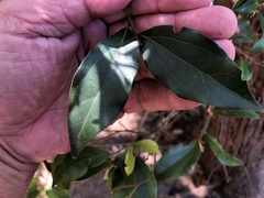 Cryptocarya triplinervis