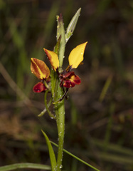 Diuris corymbosa