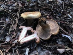 Lactarius rubrilacteus