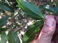 Cryptocarya triplinervis