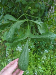 Apioideae