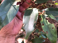 Cryptocarya triplinervis