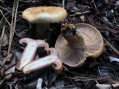 Lactarius rubrilacteus