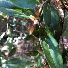 Cryptocarya triplinervis