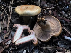 Lactarius rubrilacteus