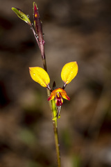 Diuris corymbosa